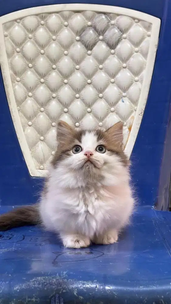 Kitten munckhin super LH top standart