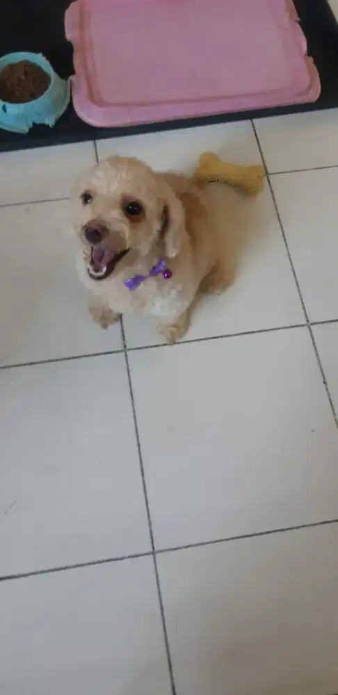 Anabul ras shitzhu dan poodle