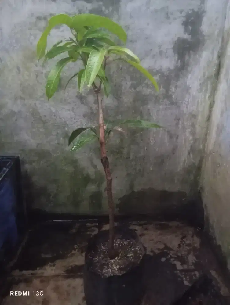 Tanaman Mangga kiojay