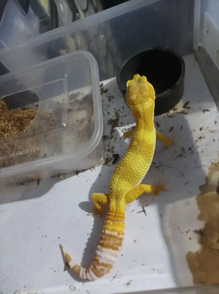 Gecko / kadal gurun