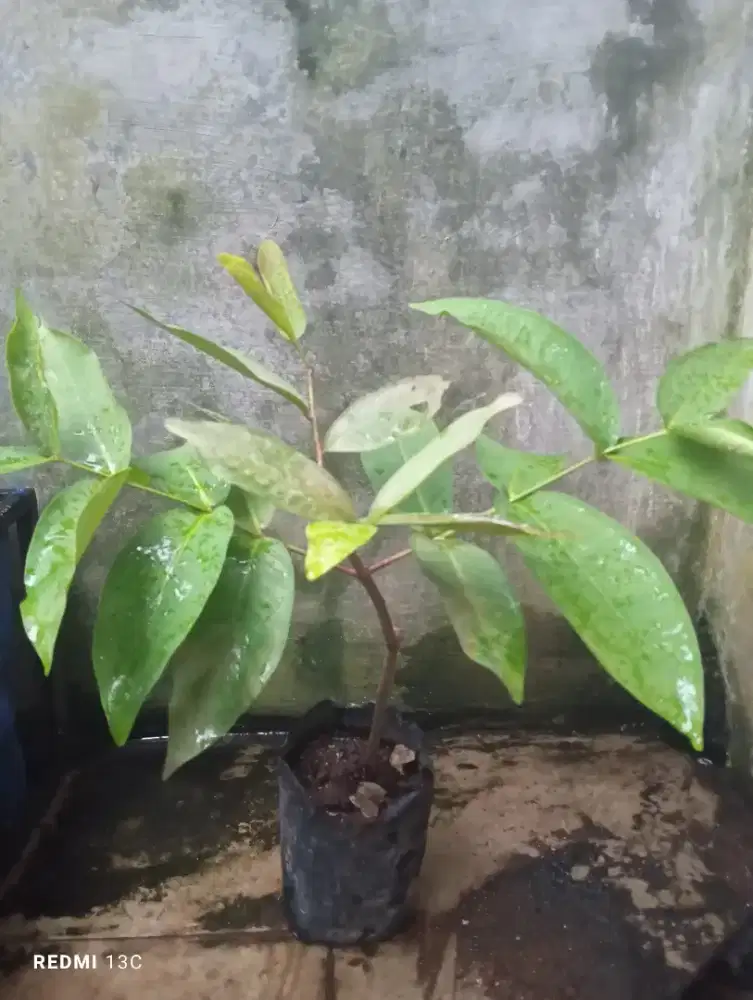 Jambu air chincalo tebu