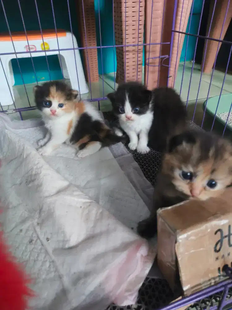 Lepas adotp kitten persia medium bigbone usia 7minggu sehat lucu aktif