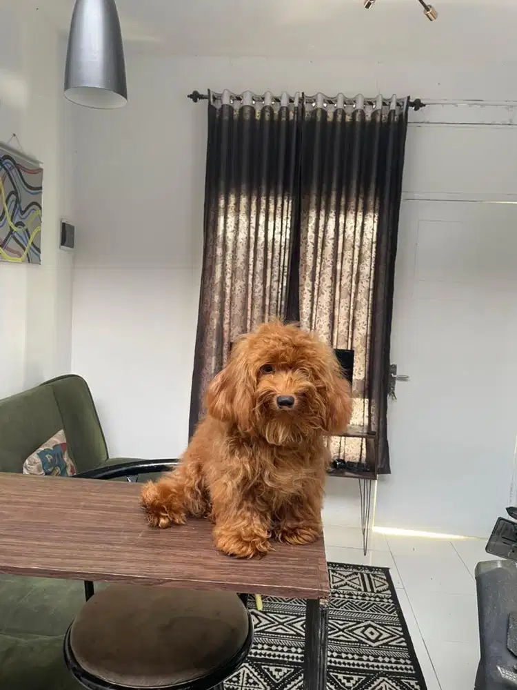 Dijual red toy poodle jantan 4,5 bulan
