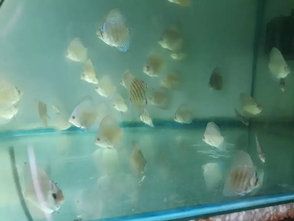 Ikan diskus leopard blue scorpion