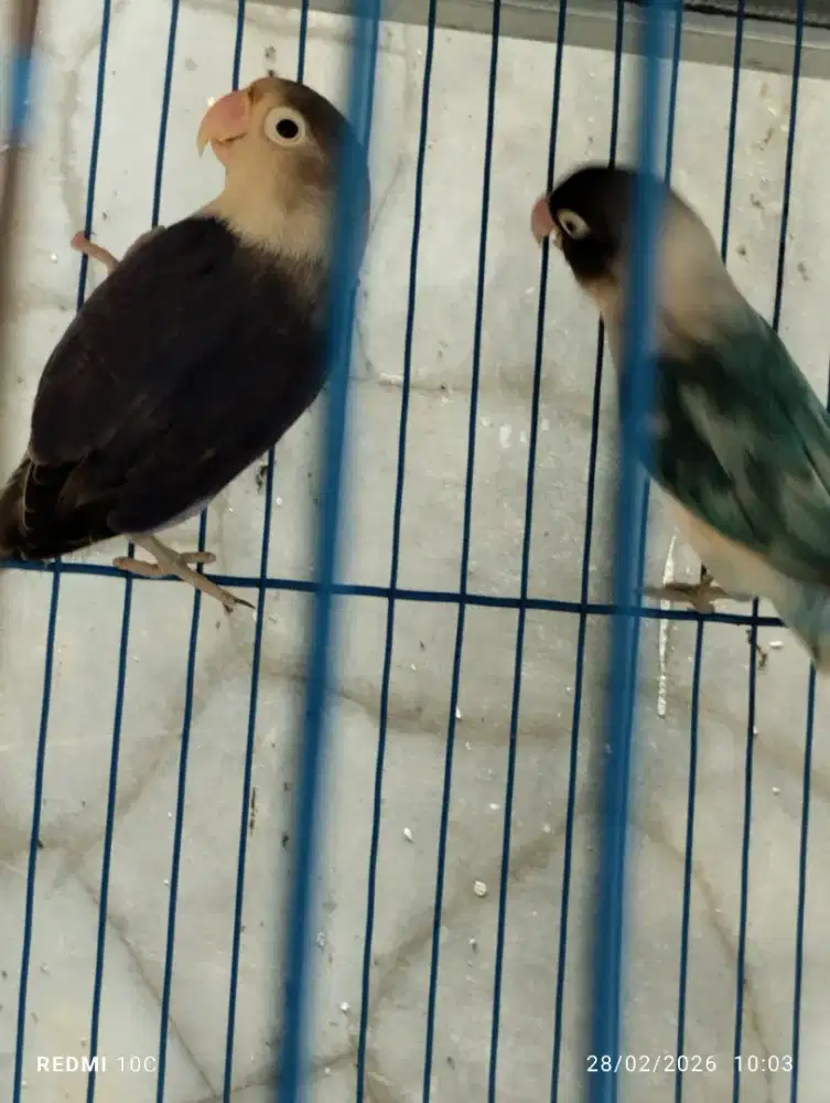 Love bird prediksi sepasang