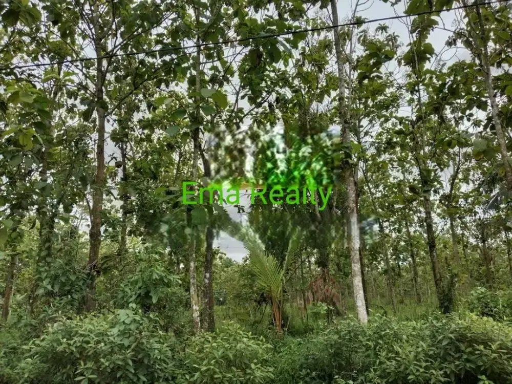 Dijual Tanah di daerah Lebak, Banten