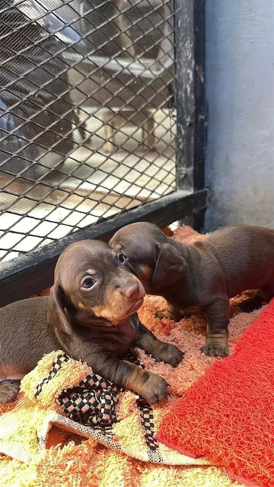 Dijual Mini Tekel Stambum High Quality