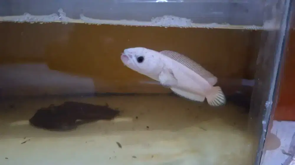 Ikan chana sama akuarium