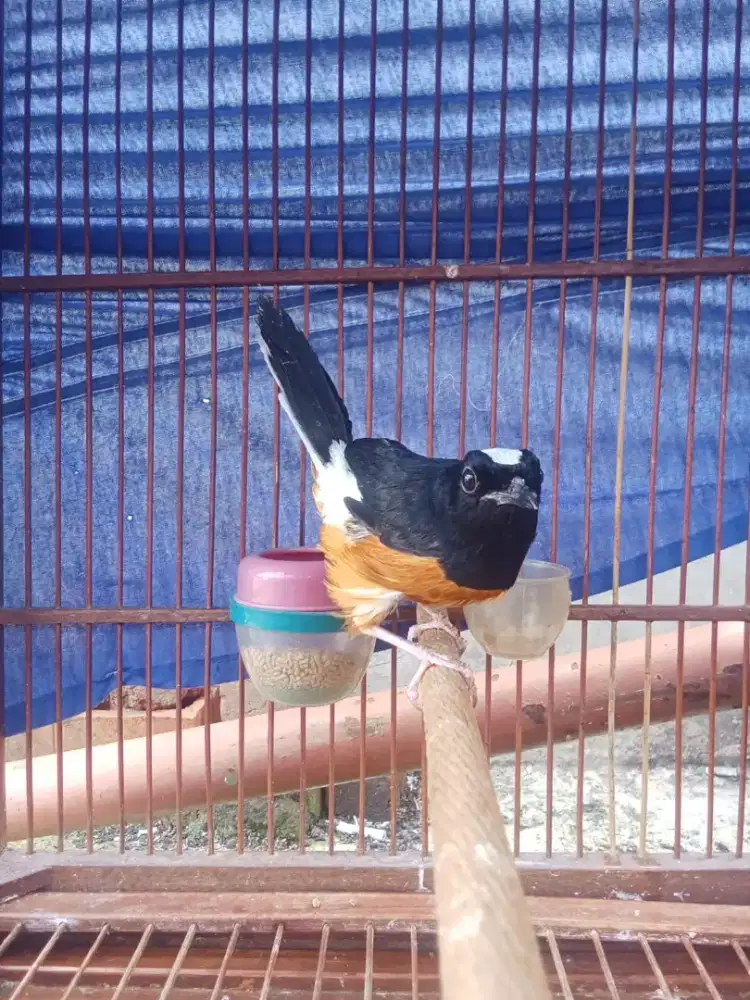 Murai batu avatar jantan pastol TT mangga