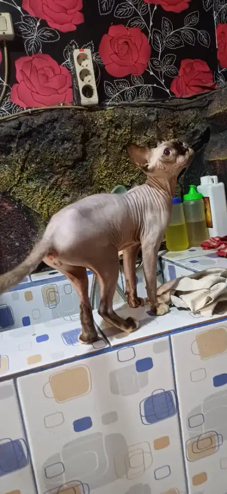 Sphynx betina calon indukn