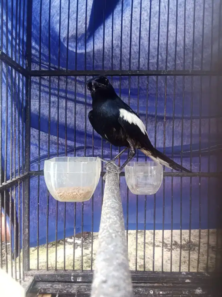 Kacer dada hitam jawa timur super big TT mangga