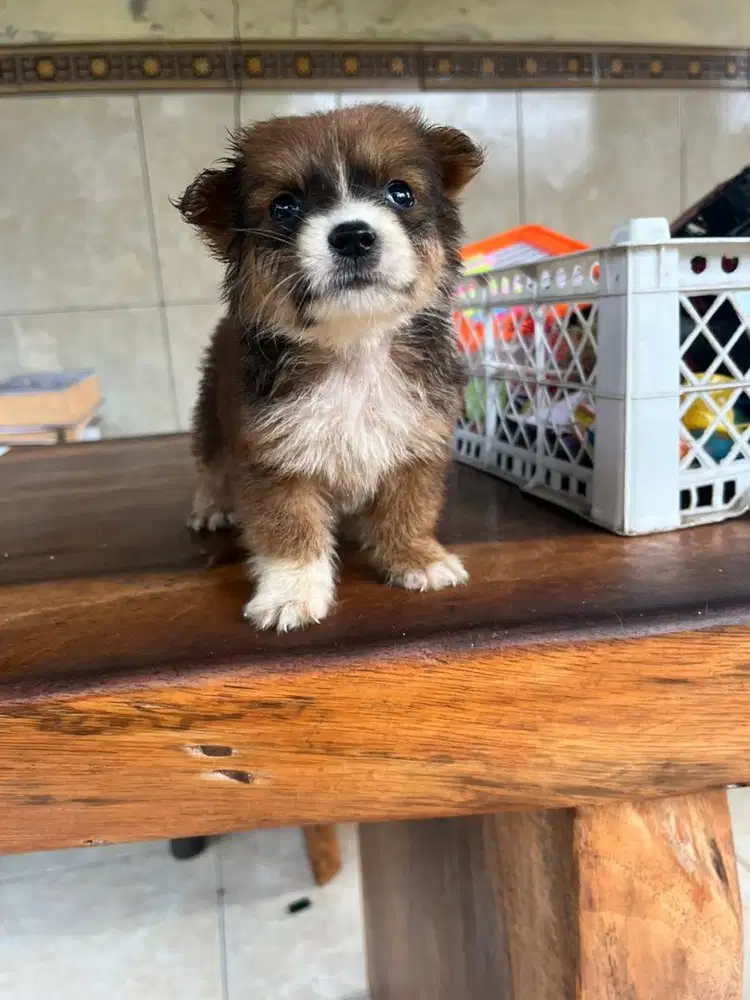 pom mix jantan cakep sekali