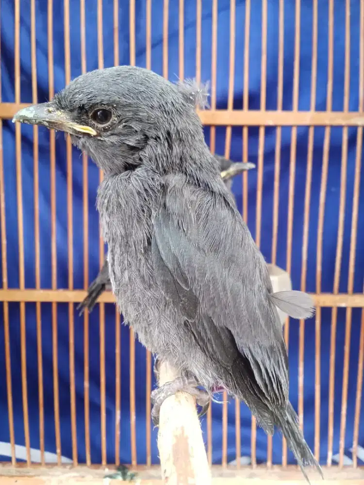 Paud srigunting abu jantan belajar mandiri