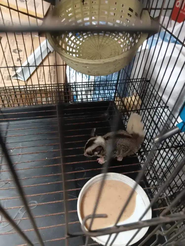 Sugar glider mozaik 1.5 bln