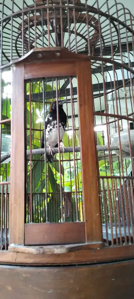 Jual Burung Anis kembang.