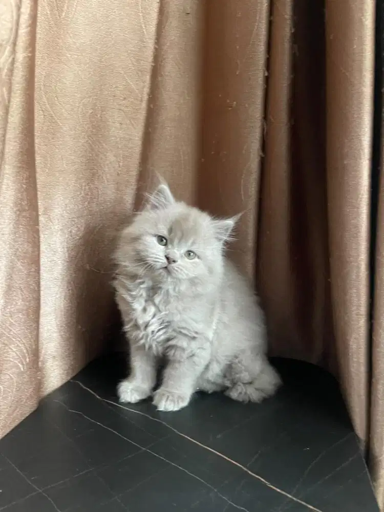 British Short Hair x Mainecoon