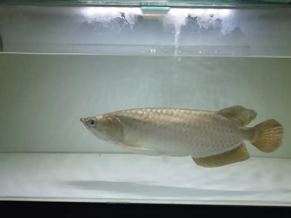 Arwana batik red pearl