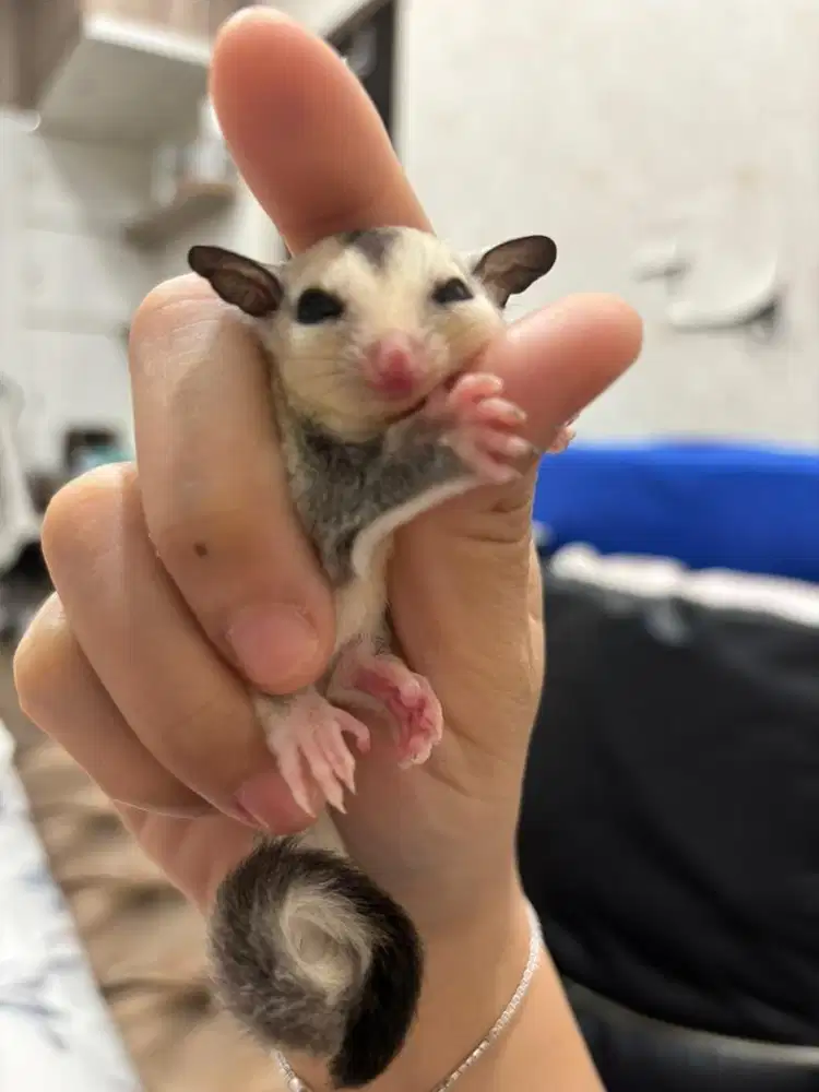 Baby sugar glider