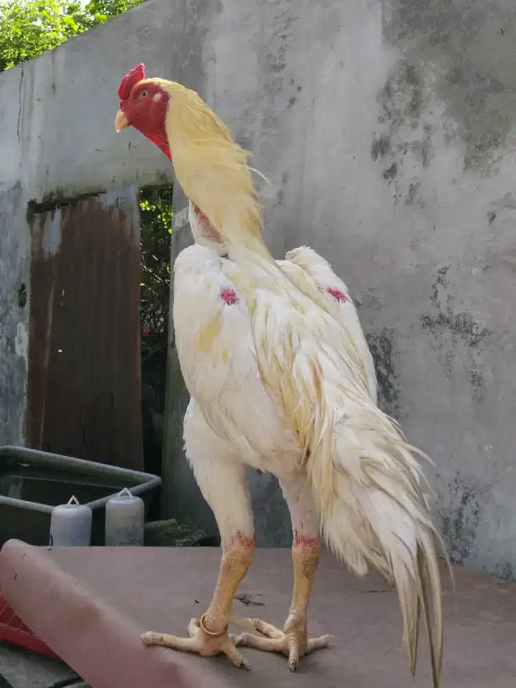 Ayam shamo putih