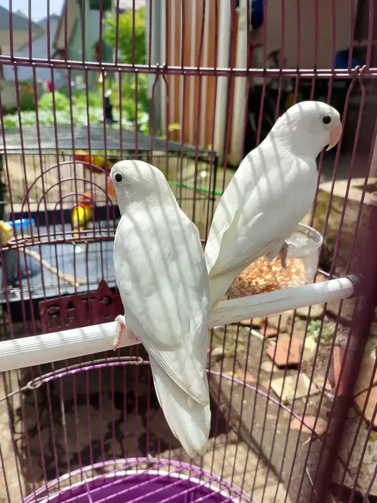 Albino Mata Hitam Remaja