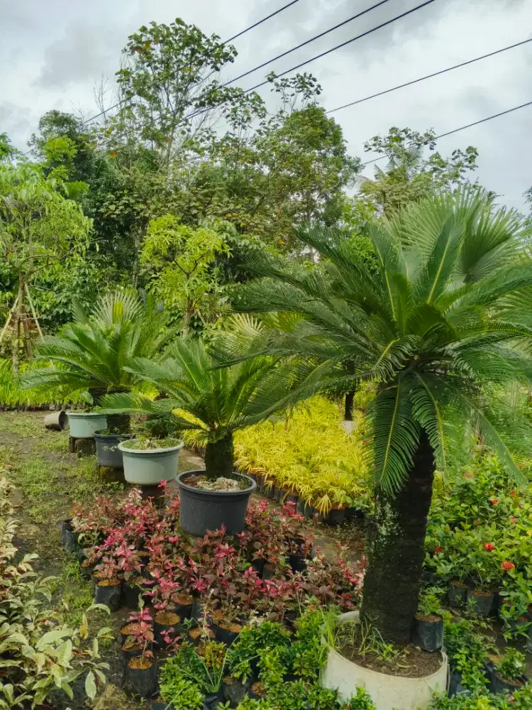 Aneka tanaman hias bonsai