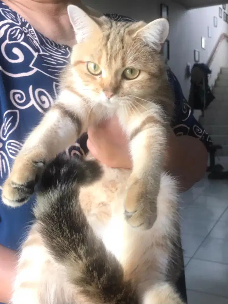 BSH Golden Tabby Female NP