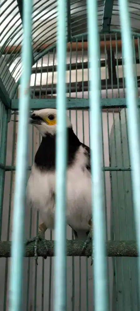 Dijual Burung Jalang Hongkong.