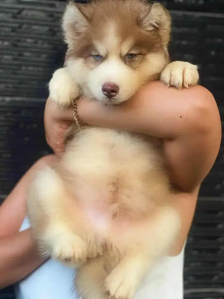 Siberian husky long hair