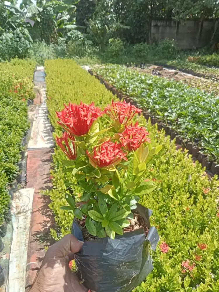 Asoka Singapore merah