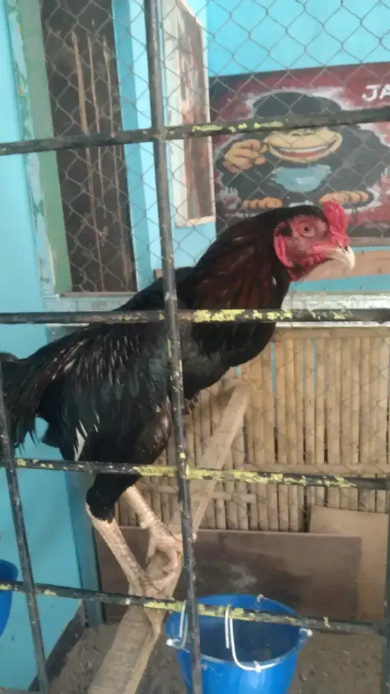 Ayam Jago Bangkok Pakhoy