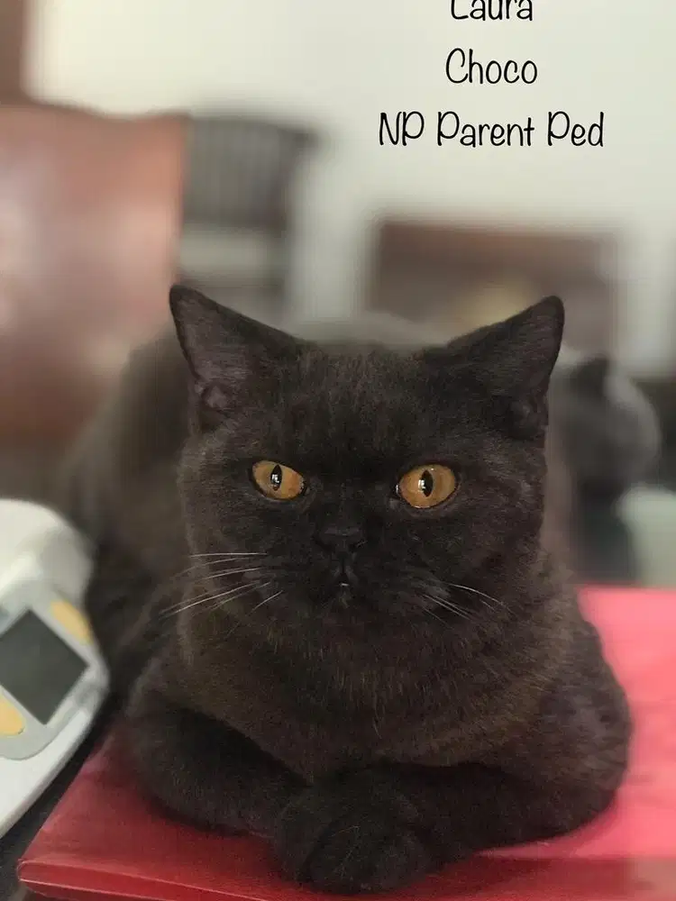 Britis Shorthair (BSH) dark choco female, NP, parent Ped WCF excellent