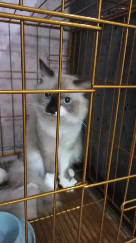 Jantan 9 bulan karakter nurut