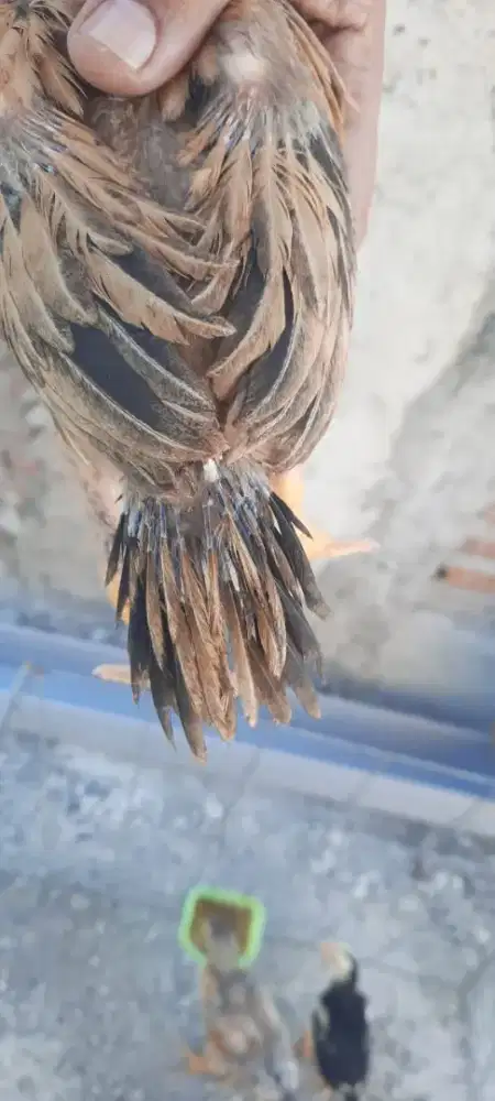 Ayam ekor lidi ori warna semprang