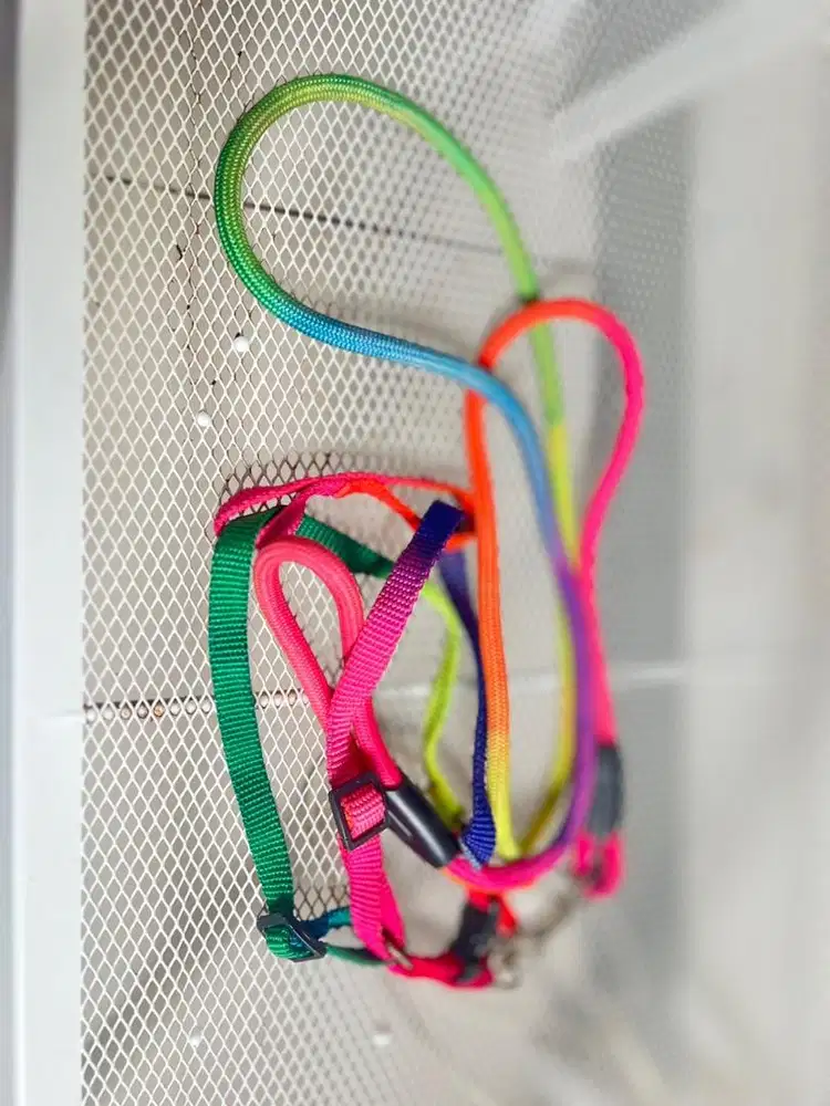 Tali Buat Jalan-Jalan Kucing