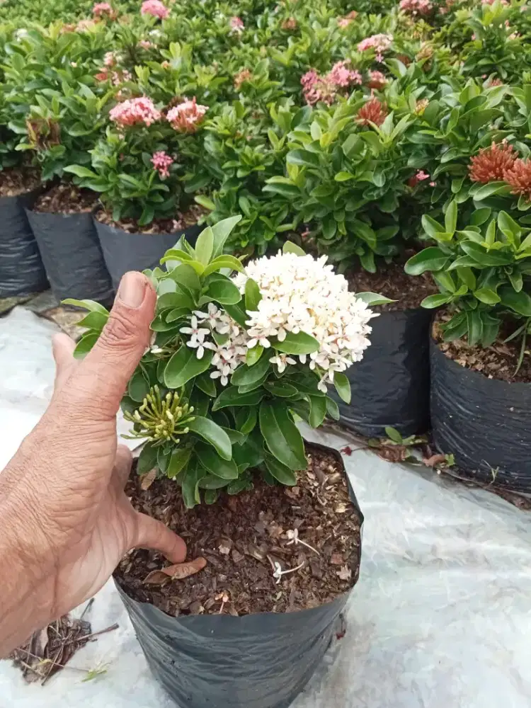 Asoka jambon bunga putih hrg