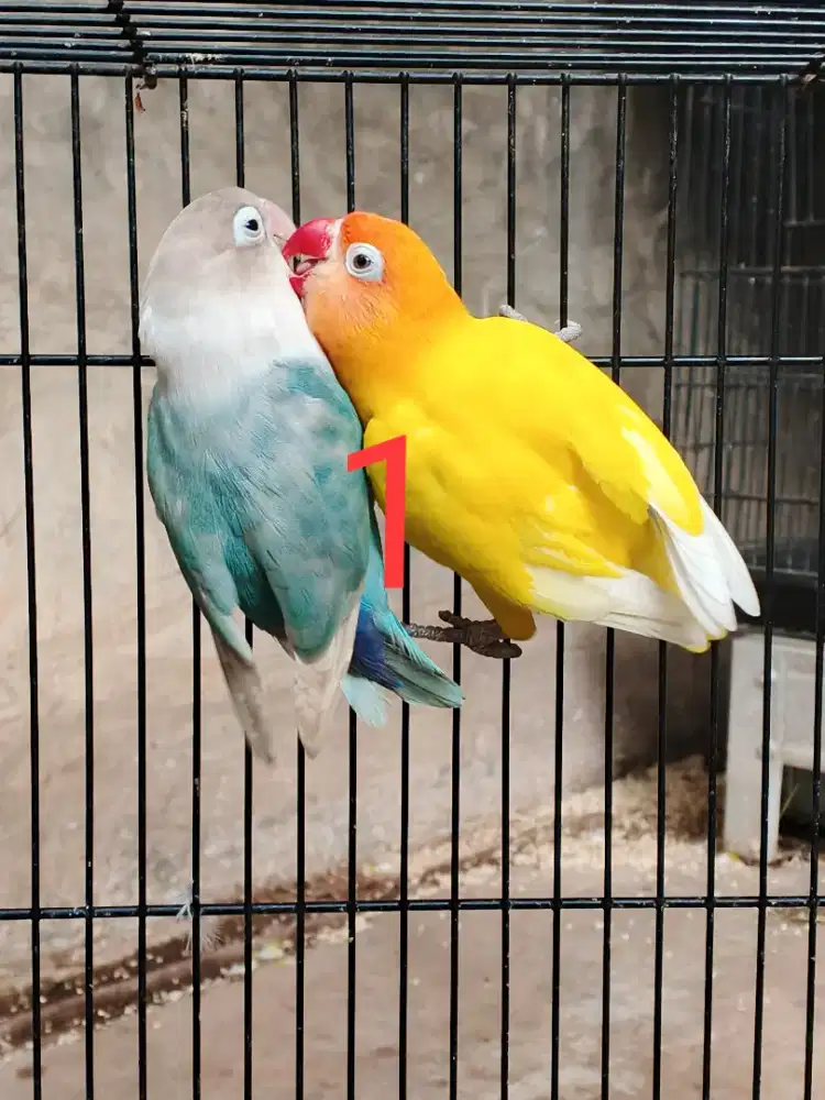 Sepasang Lovebird proven