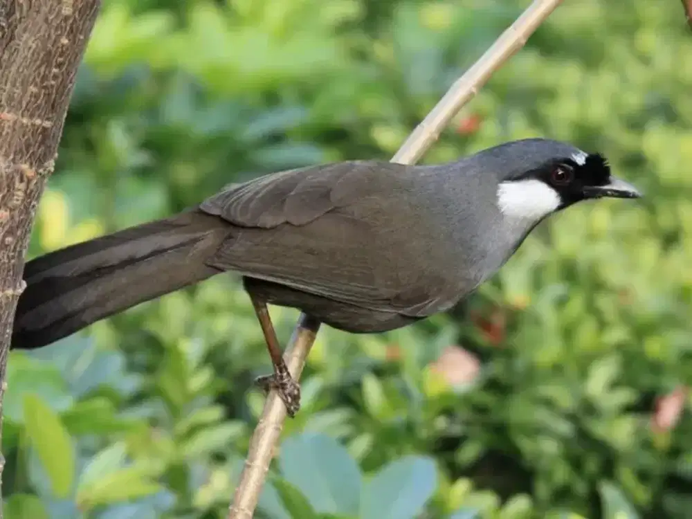 Burung Poksay Hongkong