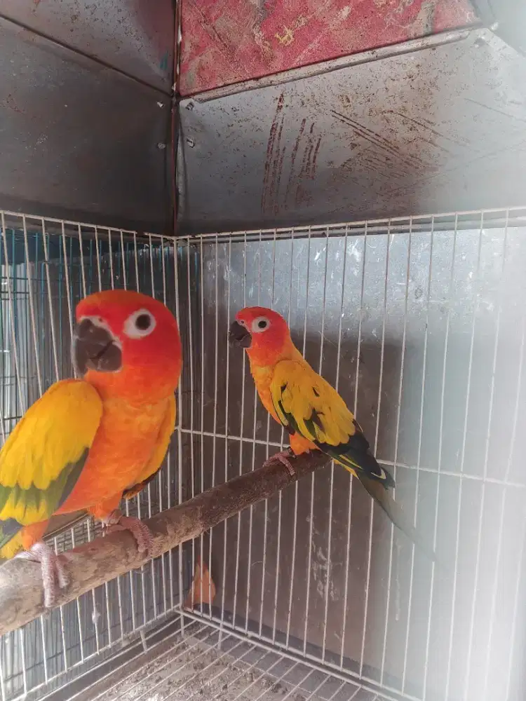 Sunconure dewasa mapan