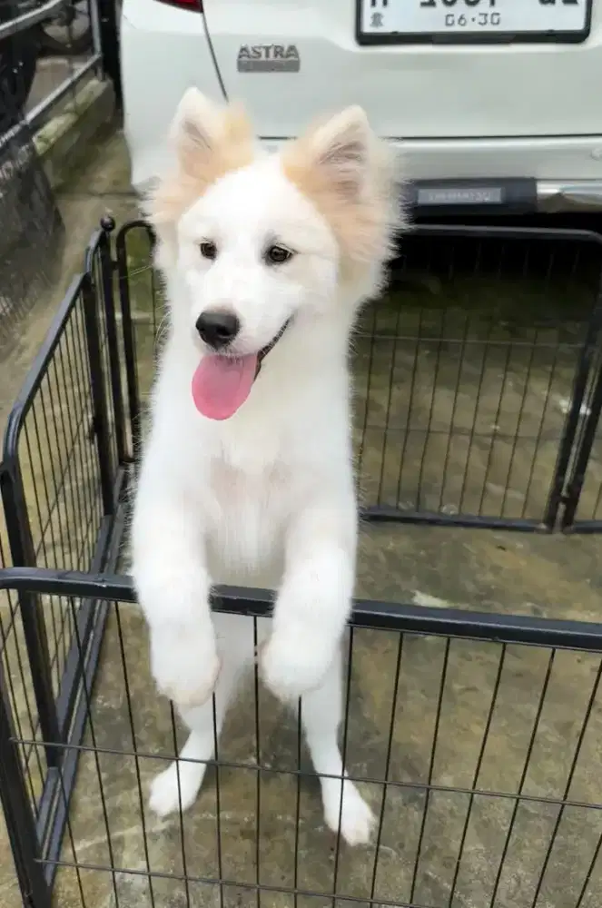 Butuh Majikan Baru! Mix Samoyed x Kintamani 5bln, Cantik Banget!