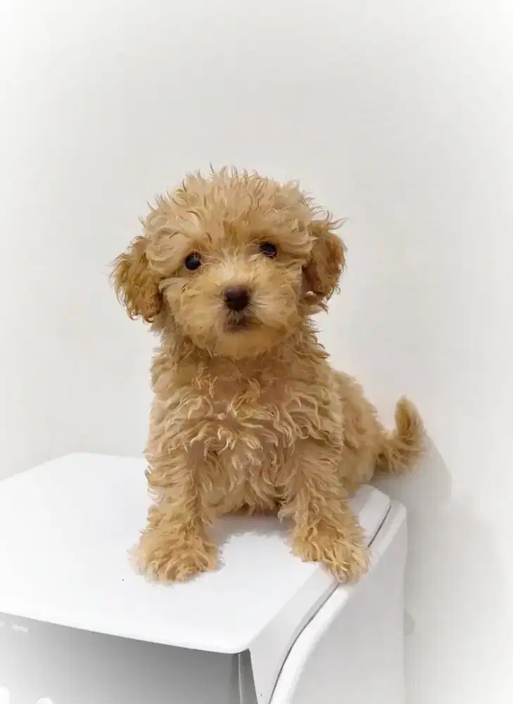Tiny Teacup Poodle Puppy