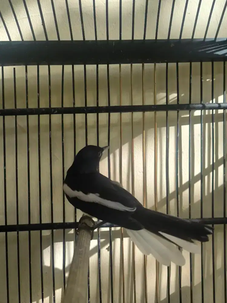 Dijual atau Cari Barteran/TT dengan Murai Mapan FS