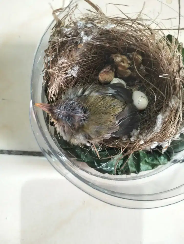 Prenjak bawah anak tunggal