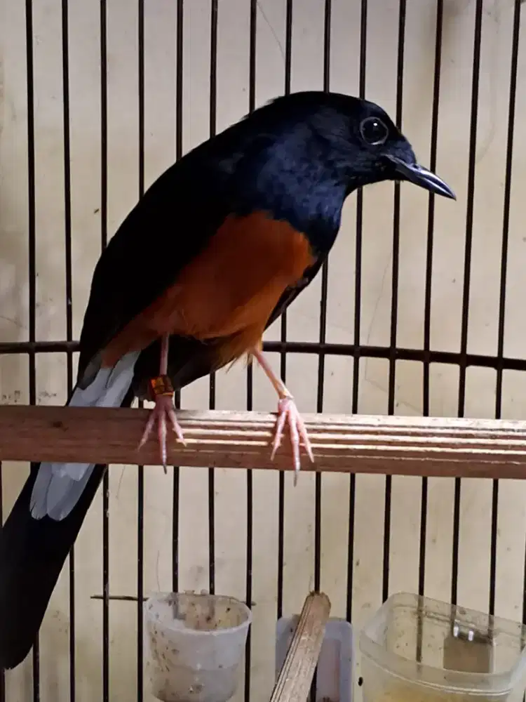 Murai pastol ring Gmk Gold