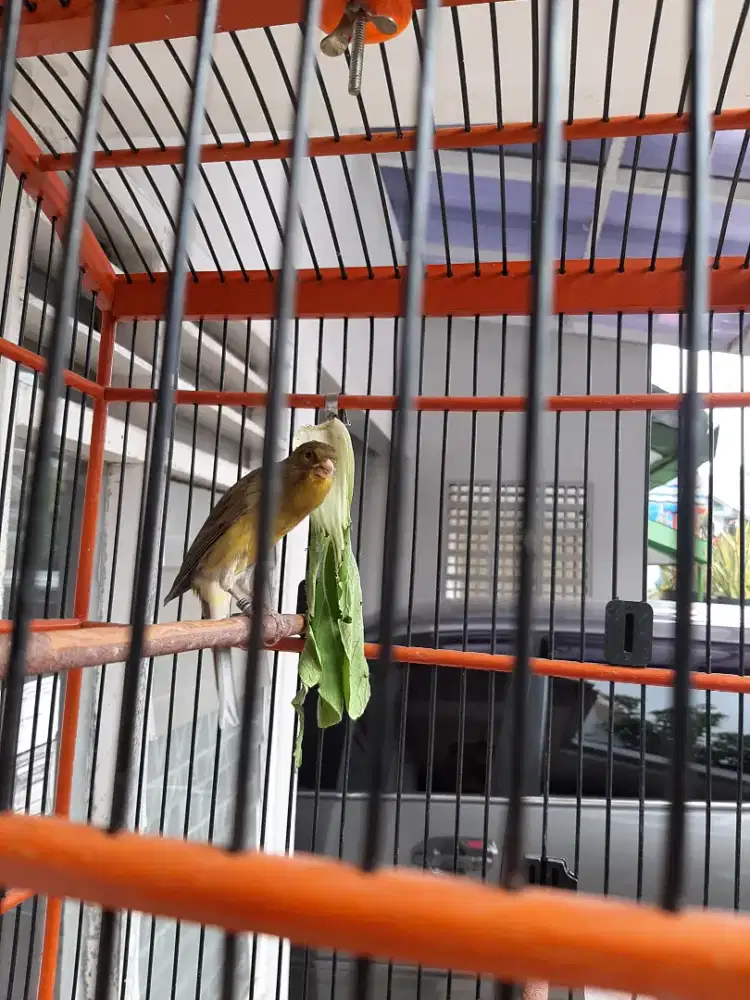 Kenari gacor ys x rasmi