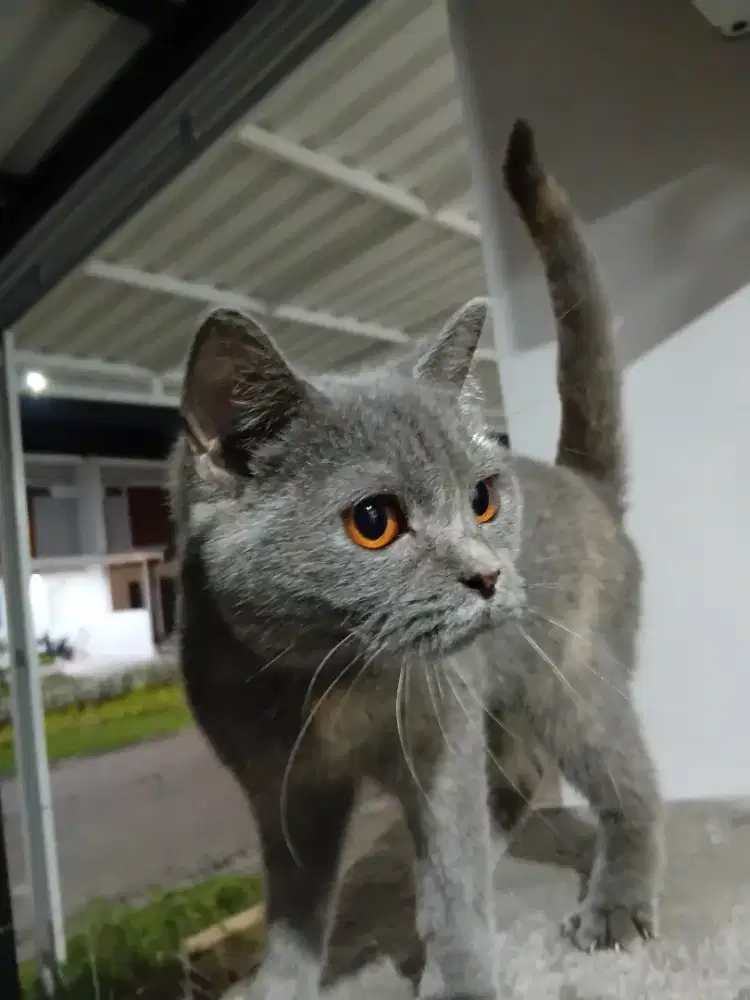 LEPAS ADOP KUCING BSH