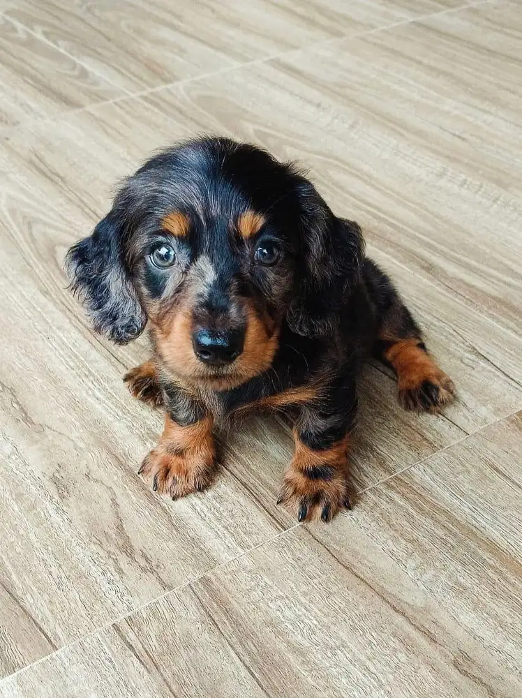 Tekel Merle short/longhair