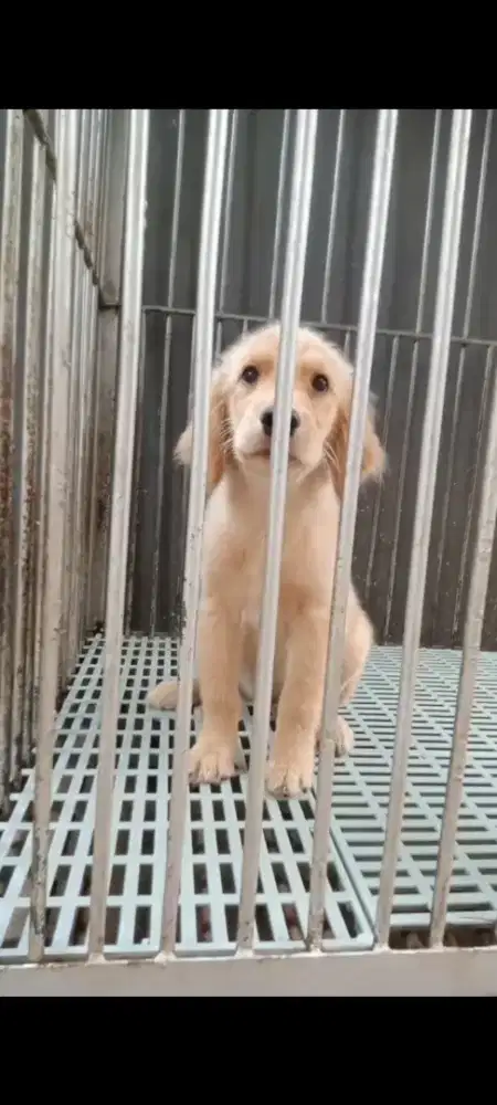 Golden Retriever Betina