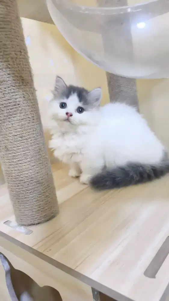 Kucing Munchkin / Kucing Cebol, Female Long Hair Good Quality