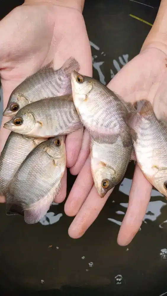 BIBIT IKAN GURAME SOANG KUALITAS UNGGUL