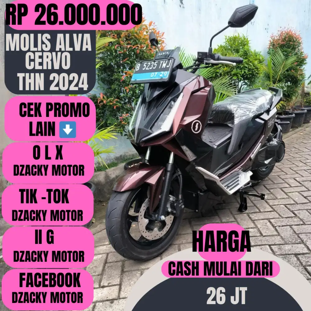 MOLIS ALVA CERVO THN 2024